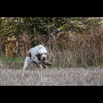 Brackenfield 161113-122