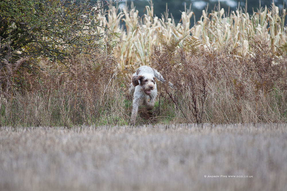 Brackenfield 161113-118