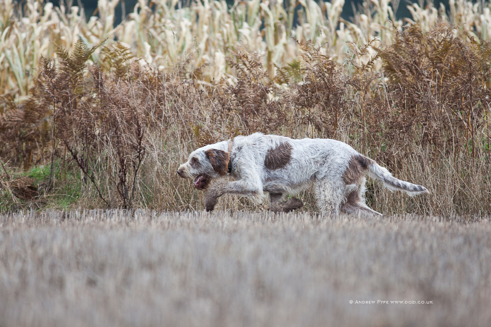 Brackenfield 161113-120