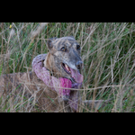 Brackenfield 161113-188
