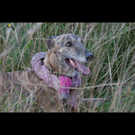 Brackenfield 161113-189