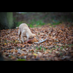 Brackenfield 161113-290