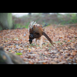 Brackenfield 161113-291