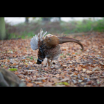 Brackenfield 161113-292