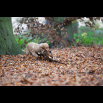 Brackenfield 161113-294