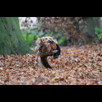 Brackenfield 161113-295