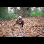 Brackenfield 161113-298