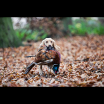 Brackenfield 161113-299