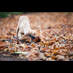 Brackenfield 161113-301