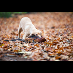 Brackenfield 161113-302