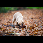 Brackenfield 161113-303