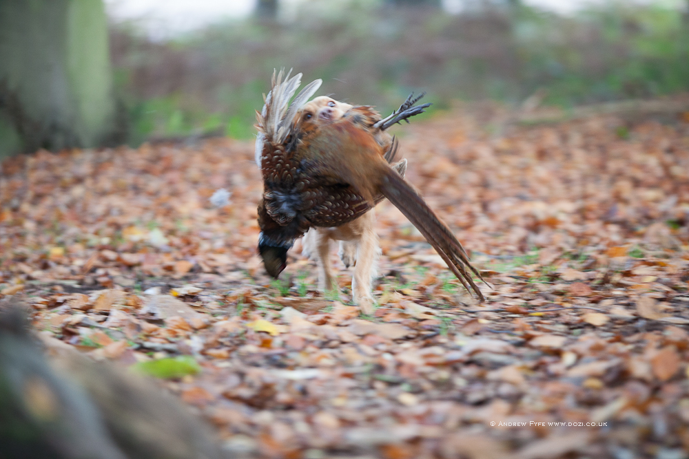 Brackenfield 161113-291
