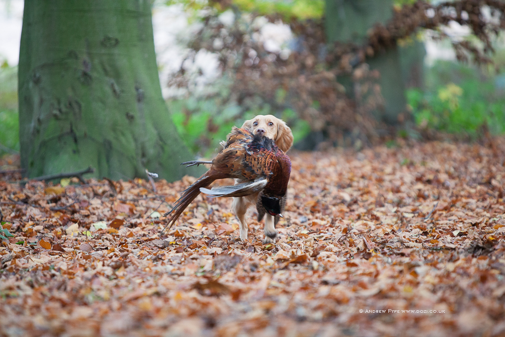 Brackenfield 161113-297