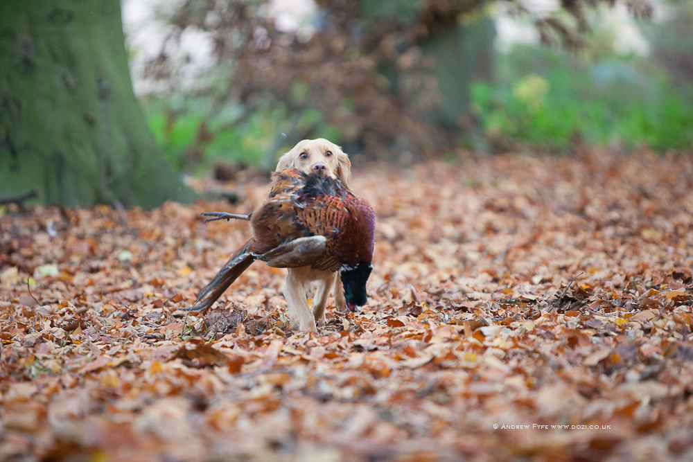 Brackenfield 161113-298