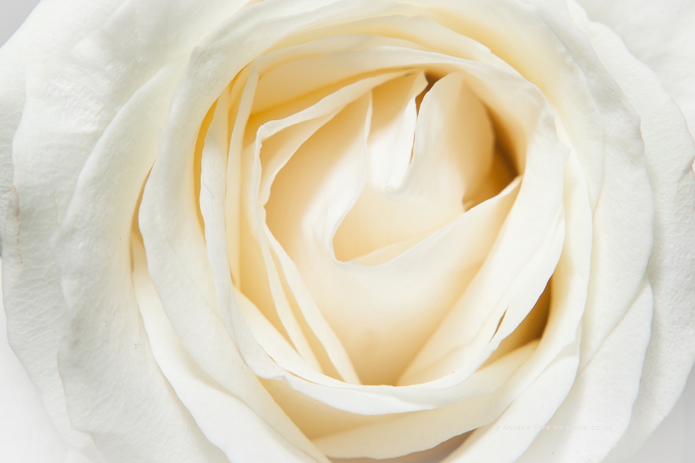 NMWedding-728