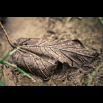 WR090116-17