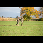 WR081119-94