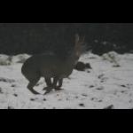 picture-68