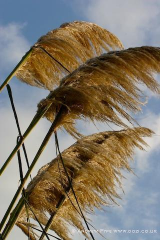 picture-41
