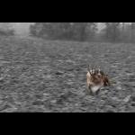 IMG_3811ab