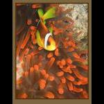 Diving Photography