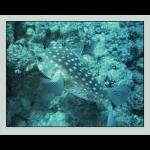 diving002