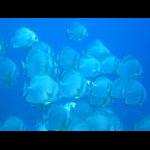 diving015