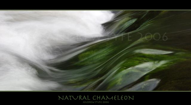 Natural Chameleon