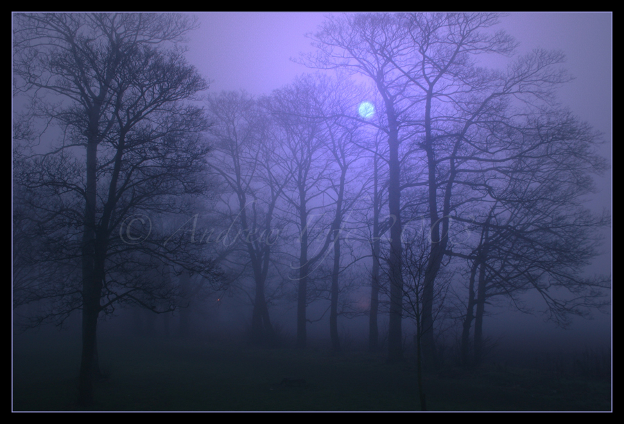 forests moon
