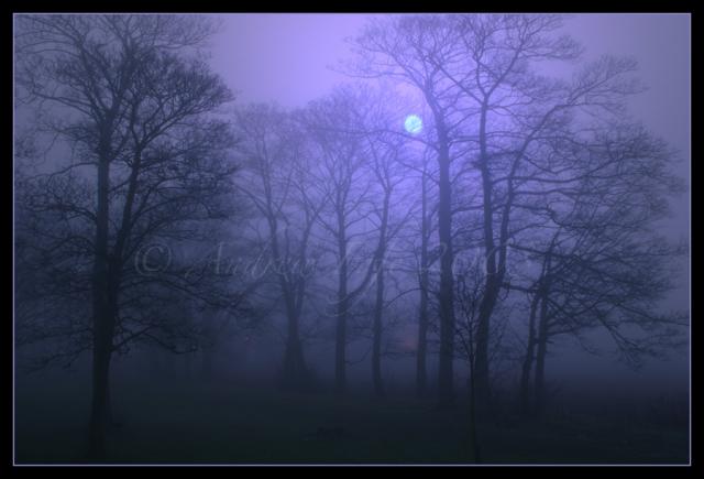 forests moon