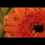 Gerbera 001