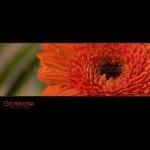Gerbera 002