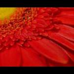 Gerbera 003