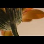 Gerbera 004