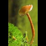 fungus-001