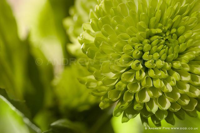 Chrysanthemum 001