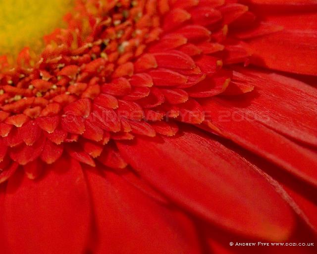 Gerbera 003