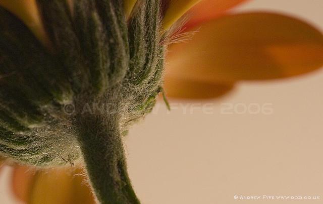 Gerbera 004
