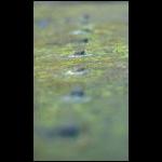 Lib-Close up-001