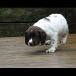 8 weeks old