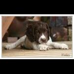 Finley
