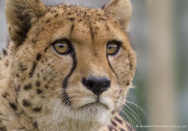 Cheetah