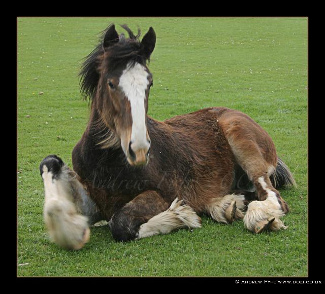 Lib-Animals-290-Portfolio