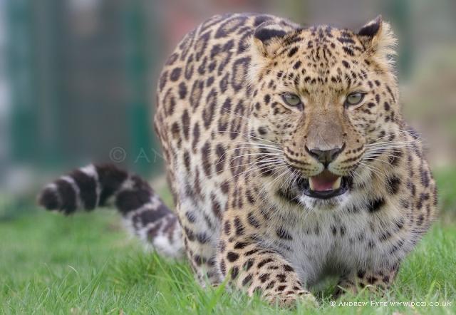 amur leopard