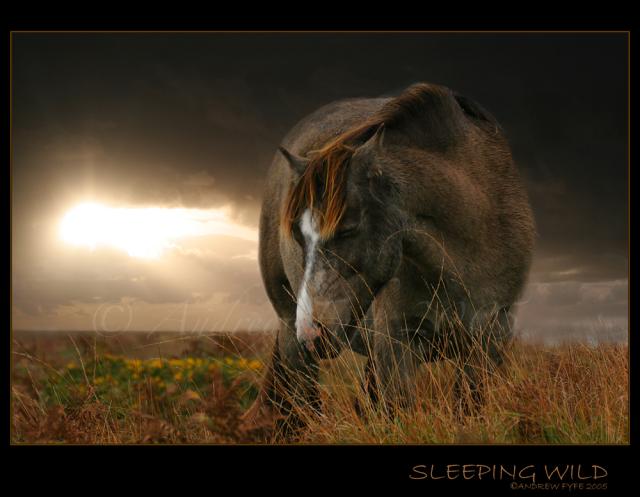 sleepingwild