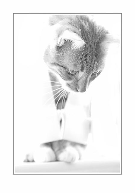 high key cat bw