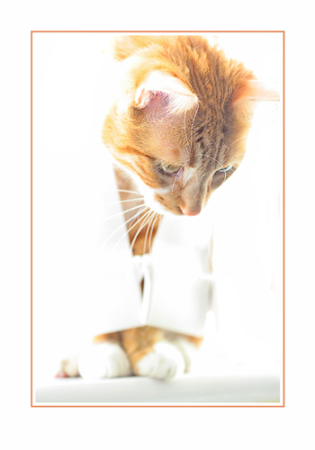 hikeycat