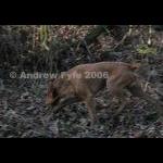 HPRTrial2006  242