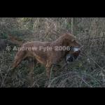 HPRTrial2006  256