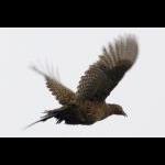 IMG_6098a